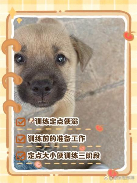 怎么训练狗狗坐电动车/怎么训练狗狗坐电动车视频-第3张图片 怎么训练狗狗坐电动车/怎么训练狗狗坐电动车视频-第3张图片