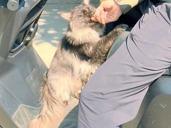 怎么训练狗狗坐电动车/怎么训练狗狗坐电动车视频-第5张图片 怎么训练狗狗坐电动车/怎么训练狗狗坐电动车视频-第5张图片