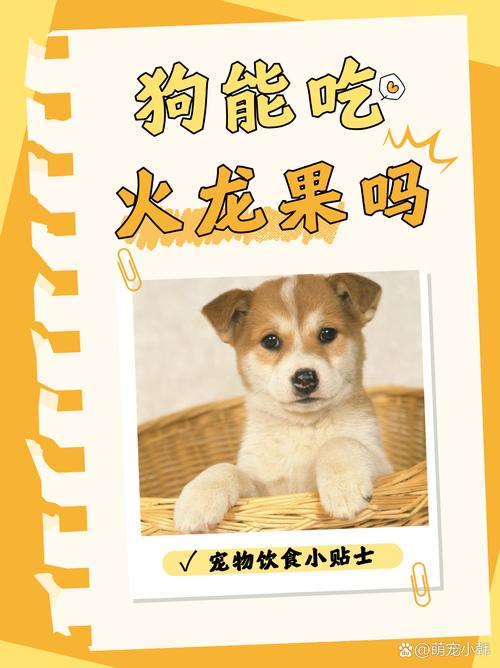 作为消费者“狗狗能吃火龙果吗”你不能不知道-第4张图片 作为消费者“狗狗能吃火龙果吗”你不能不知道-第4张图片