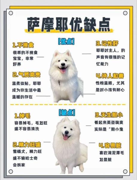 作为消费者“萨摩耶聪明排第几名”你不能不知道-第4张图片 作为消费者“萨摩耶聪明排第几名”你不能不知道-第4张图片