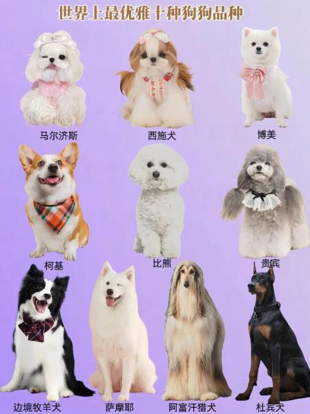 狗狗可以吃布丁吗/狗狗可以吃布丁么-第4张图片 狗狗可以吃布丁吗/狗狗可以吃布丁么-第4张图片