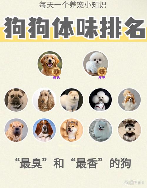 狗狗可以吃布丁吗/狗狗可以吃布丁么-第10张图片 狗狗可以吃布丁吗/狗狗可以吃布丁么-第10张图片