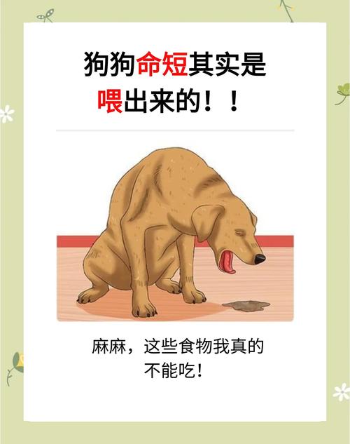 解析“宠物狗能吃吗”你不知道的事-第7张图片 解析“宠物狗能吃吗”你不知道的事-第7张图片