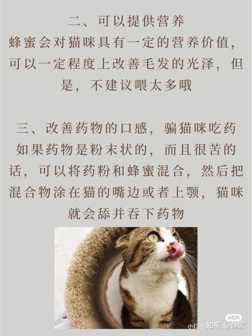 猫咪能喝蜂蜜水吗-猫咪能喝蜂蜜水吗?-第3张图片 猫咪能喝蜂蜜水吗-猫咪能喝蜂蜜水吗?-第3张图片