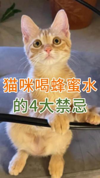 猫咪能喝蜂蜜水吗-猫咪能喝蜂蜜水吗?-第6张图片 猫咪能喝蜂蜜水吗-猫咪能喝蜂蜜水吗?-第6张图片