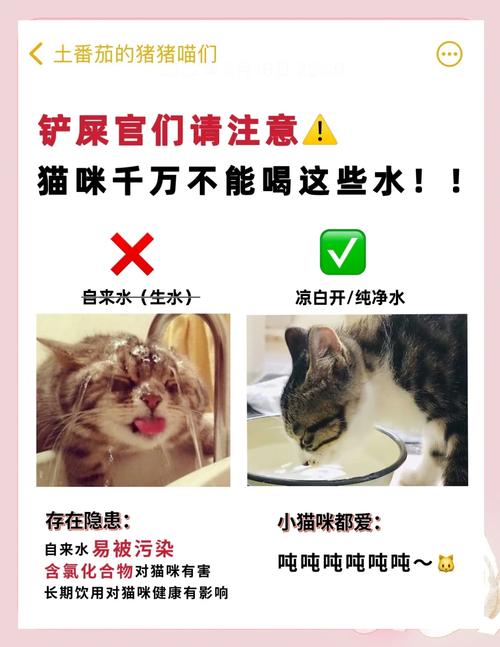 猫咪能喝蜂蜜水吗-猫咪能喝蜂蜜水吗?-第7张图片 猫咪能喝蜂蜜水吗-猫咪能喝蜂蜜水吗?-第7张图片