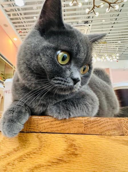 猫咪能喝蜂蜜水吗-猫咪能喝蜂蜜水吗?-第8张图片 猫咪能喝蜂蜜水吗-猫咪能喝蜂蜜水吗?-第8张图片