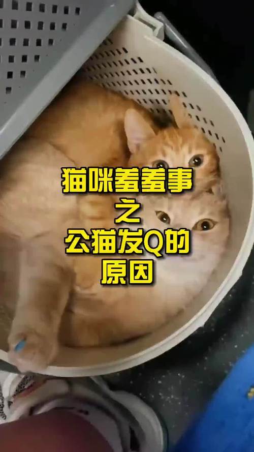 公猫发情期/公猫发情期跑出去了自己还能回来吗,怎么找-第4张图片 公猫发情期/公猫发情期跑出去了自己还能回来吗,怎么找-第4张图片