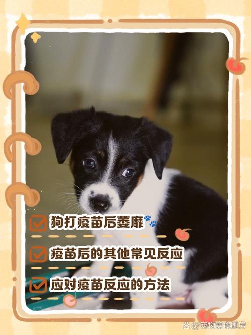 狗狗没打疫苗会怎么样/狗狗没打疫苗怎么办-第1张图片 狗狗没打疫苗会怎么样/狗狗没打疫苗怎么办-第1张图片