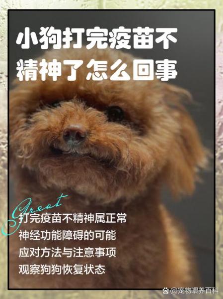 狗狗没打疫苗会怎么样/狗狗没打疫苗怎么办-第2张图片 狗狗没打疫苗会怎么样/狗狗没打疫苗怎么办-第2张图片