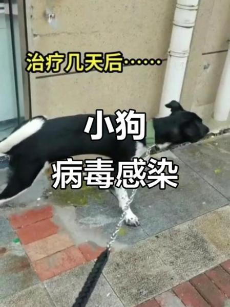 狗狗没打疫苗会怎么样/狗狗没打疫苗怎么办-第4张图片 狗狗没打疫苗会怎么样/狗狗没打疫苗怎么办-第4张图片