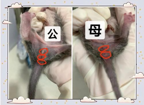 满月小狗怎么分辨公母，满月的狗狗什么特征