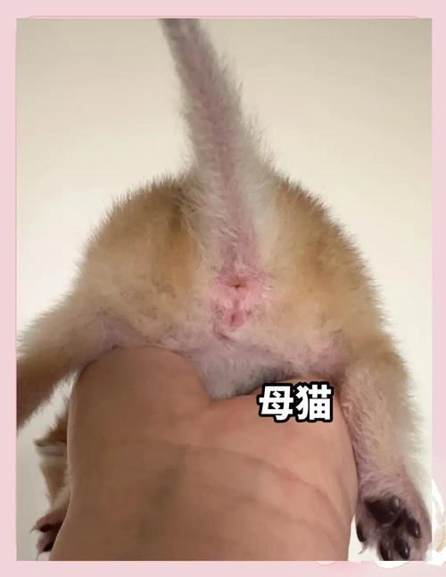 满月小狗怎么分辨公母,满月的狗狗什么特征-第6张图片 满月小狗怎么分辨公母,满月的狗狗什么特征-第6张图片