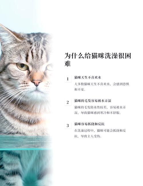 怎么帮猫咪洗澡/怎样帮猫洗澡比较好?-第2张图片 怎么帮猫咪洗澡/怎样帮猫洗澡比较好?-第2张图片