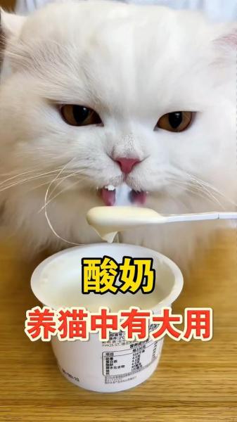 猫咪能吃酸奶吗-猫咪能吃酸奶吗泰迪-第1张图片 猫咪能吃酸奶吗-猫咪能吃酸奶吗泰迪-第1张图片
