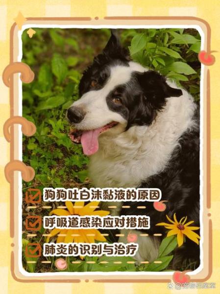 狗狗咳嗽呕吐怎么回事,狗狗咳嗽呕吐怎么办-第1张图片 狗狗咳嗽呕吐怎么回事,狗狗咳嗽呕吐怎么办-第1张图片