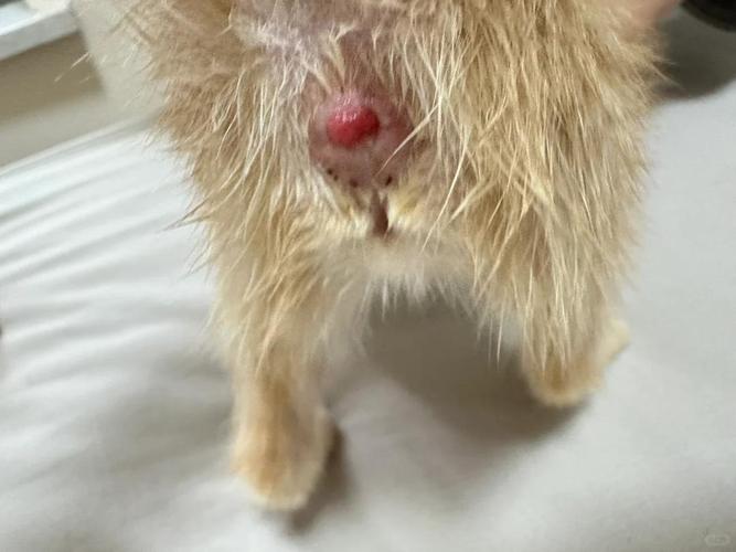 小猫肛门外凸红肿/小猫肛门外凸红肿用什么药-第3张图片 小猫肛门外凸红肿/小猫肛门外凸红肿用什么药-第3张图片