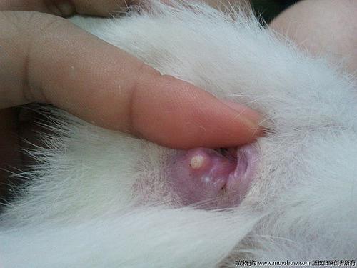 小猫肛门外凸红肿/小猫肛门外凸红肿用什么药-第4张图片 小猫肛门外凸红肿/小猫肛门外凸红肿用什么药-第4张图片