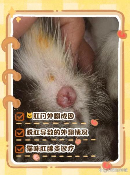 小猫肛门外凸红肿/小猫肛门外凸红肿用什么药-第6张图片 小猫肛门外凸红肿/小猫肛门外凸红肿用什么药-第6张图片