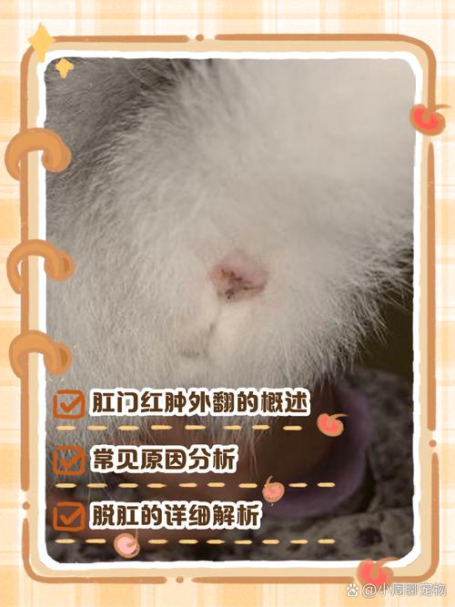 小猫肛门外凸红肿/小猫肛门外凸红肿用什么药-第8张图片 小猫肛门外凸红肿/小猫肛门外凸红肿用什么药-第8张图片