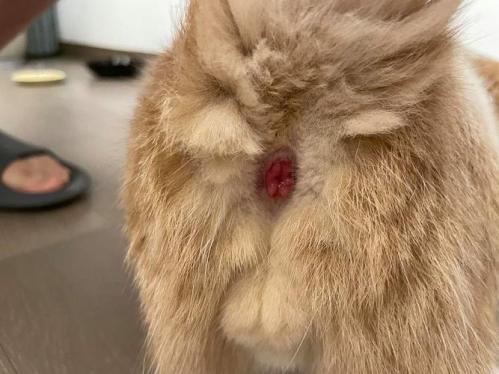 小猫肛门外凸红肿/小猫肛门外凸红肿用什么药-第9张图片 小猫肛门外凸红肿/小猫肛门外凸红肿用什么药-第9张图片