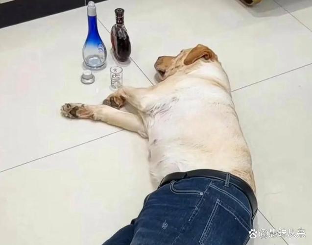 解析“狗狗喝酒会怎么样”你不知道的事-第1张图片 解析“狗狗喝酒会怎么样”你不知道的事-第1张图片