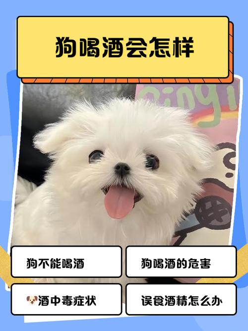解析“狗狗喝酒会怎么样”你不知道的事-第2张图片 解析“狗狗喝酒会怎么样”你不知道的事-第2张图片