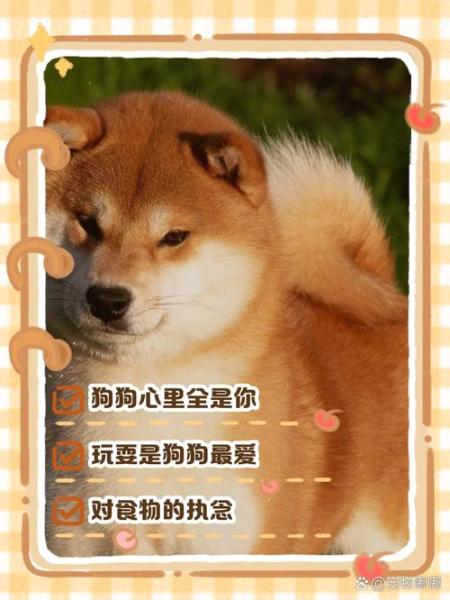 狗狗都在想什么，狗整天都在想什么