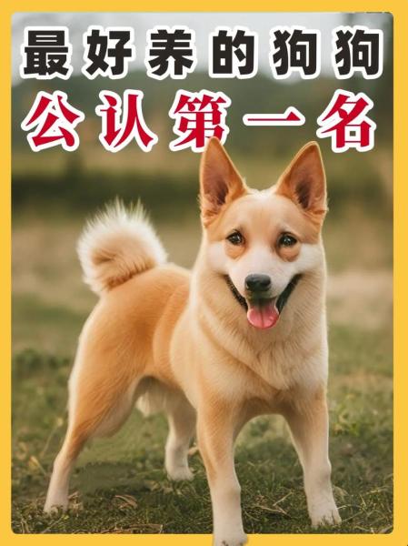 作为消费者“狗是什么动物”你不能不知道