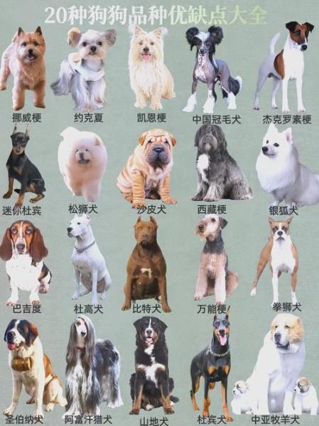 作为消费者“狗是什么动物”你不能不知道-第4张图片 作为消费者“狗是什么动物”你不能不知道-第4张图片