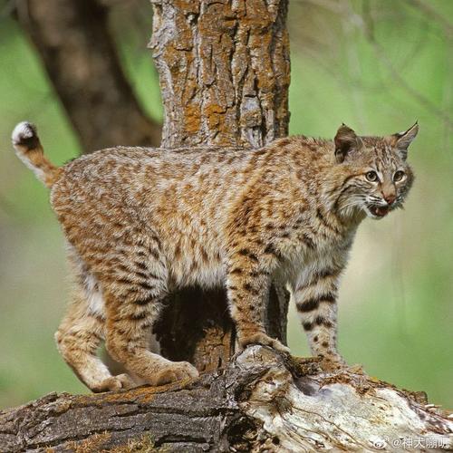 短尾猫,短尾猫和猞猁区别-第1张图片 短尾猫,短尾猫和猞猁区别-第1张图片