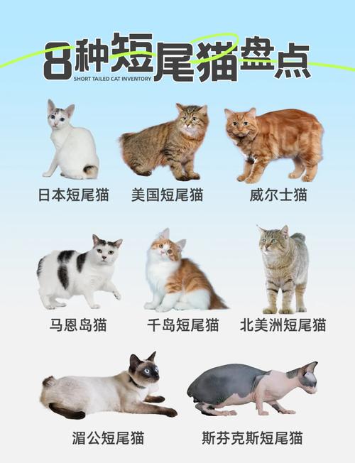短尾猫,短尾猫和猞猁区别-第2张图片 短尾猫,短尾猫和猞猁区别-第2张图片