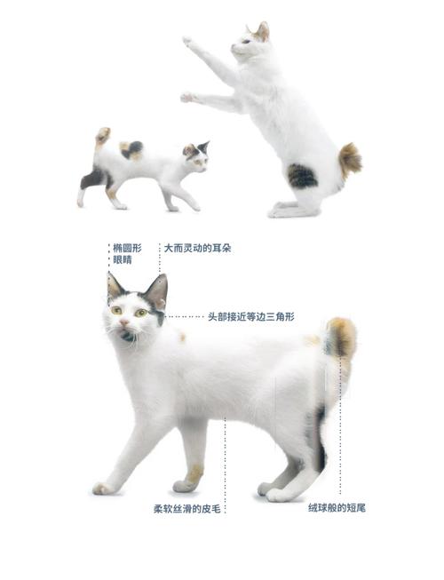 短尾猫,短尾猫和猞猁区别-第3张图片 短尾猫,短尾猫和猞猁区别-第3张图片