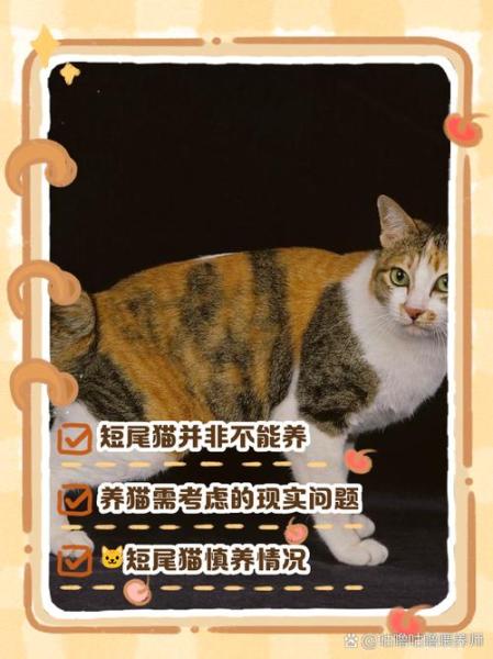 短尾猫,短尾猫和猞猁区别-第7张图片 短尾猫,短尾猫和猞猁区别-第7张图片