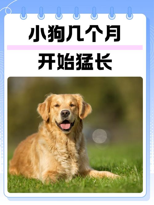 狗狗叫-狗狗叫的声音像哭是怎么回事-第1张图片 狗狗叫-狗狗叫的声音像哭是怎么回事-第1张图片