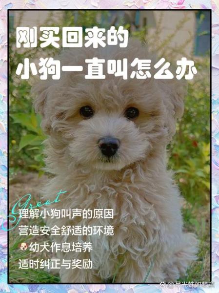 狗狗叫-狗狗叫的声音像哭是怎么回事-第6张图片 狗狗叫-狗狗叫的声音像哭是怎么回事-第6张图片