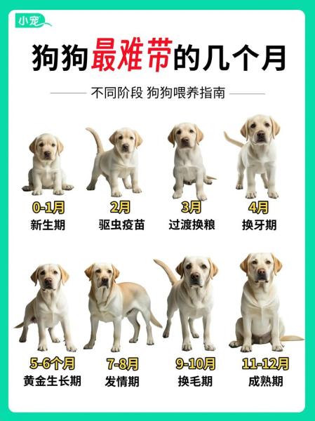 狗狗叫-狗狗叫的声音像哭是怎么回事-第9张图片 狗狗叫-狗狗叫的声音像哭是怎么回事-第9张图片
