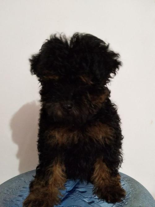 花贵宾犬是什么品种-花贵宾犬能长多大