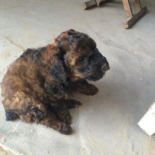 花贵宾犬是什么品种-花贵宾犬能长多大-第4张图片 花贵宾犬是什么品种-花贵宾犬能长多大-第4张图片