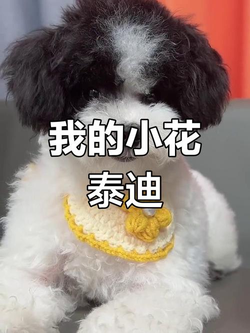 花贵宾犬是什么品种-花贵宾犬能长多大-第6张图片 花贵宾犬是什么品种-花贵宾犬能长多大-第6张图片