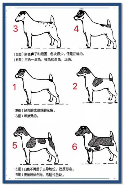 罗素梗犬哪种颜色好,罗素梗犬多少钱一只-第1张图片 罗素梗犬哪种颜色好,罗素梗犬多少钱一只-第1张图片