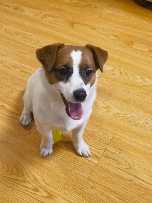 罗素梗犬哪种颜色好,罗素梗犬多少钱一只-第2张图片 罗素梗犬哪种颜色好,罗素梗犬多少钱一只-第2张图片