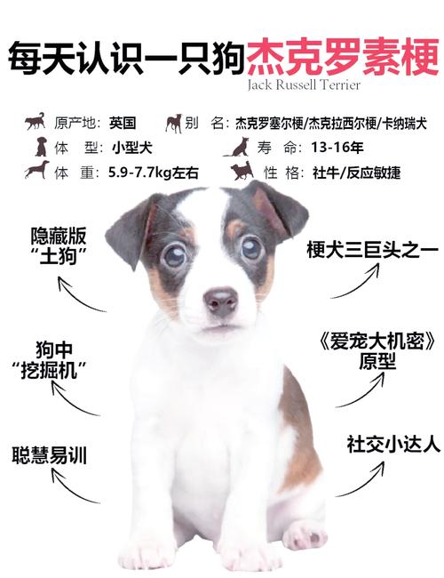 罗素梗犬哪种颜色好,罗素梗犬多少钱一只-第3张图片 罗素梗犬哪种颜色好,罗素梗犬多少钱一只-第3张图片