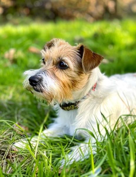 罗素梗犬哪种颜色好,罗素梗犬多少钱一只-第5张图片 罗素梗犬哪种颜色好,罗素梗犬多少钱一只-第5张图片