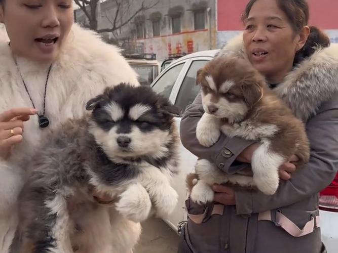 阿拉斯加幼犬小胖子-阿拉斯加犬胖胖的-第1张图片 阿拉斯加幼犬小胖子-阿拉斯加犬胖胖的-第1张图片