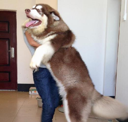 阿拉斯加幼犬小胖子-阿拉斯加犬胖胖的-第2张图片 阿拉斯加幼犬小胖子-阿拉斯加犬胖胖的-第2张图片