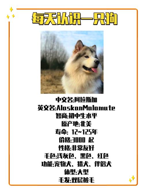 阿拉斯加幼犬小胖子-阿拉斯加犬胖胖的-第3张图片 阿拉斯加幼犬小胖子-阿拉斯加犬胖胖的-第3张图片