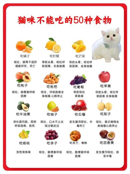 猫咪能吃什么-猫咪能吃什么零食