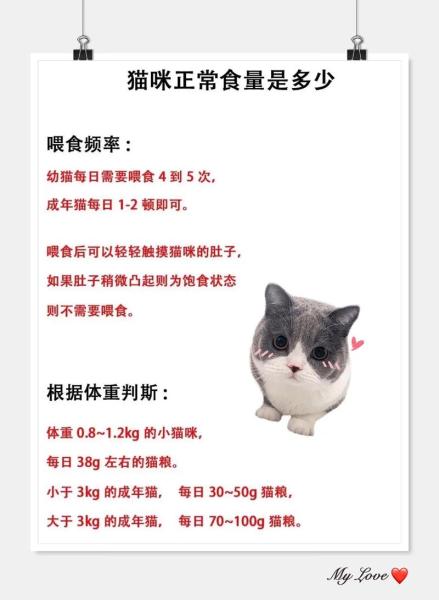 猫咪一天喂几顿,猫咪一天喂几顿什么时间喂比较好-第4张图片 猫咪一天喂几顿,猫咪一天喂几顿什么时间喂比较好-第4张图片
