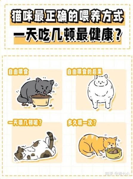 猫咪一天喂几顿,猫咪一天喂几顿什么时间喂比较好-第5张图片 猫咪一天喂几顿,猫咪一天喂几顿什么时间喂比较好-第5张图片